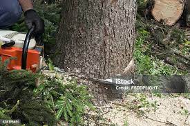 Best Tree Cabling and Bracing  in Oregon, WI